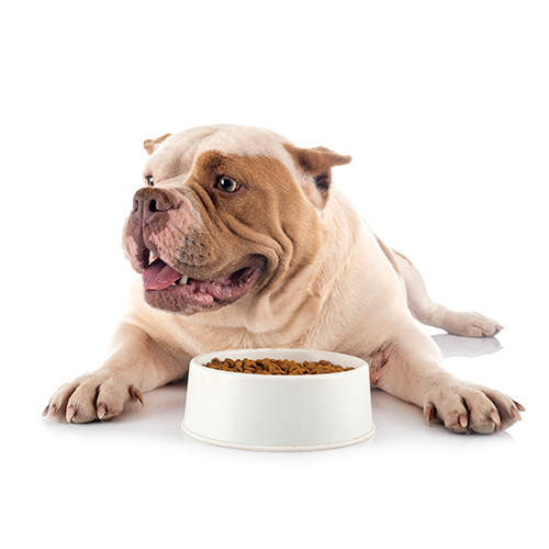 Cachorro comendo Special Nutri